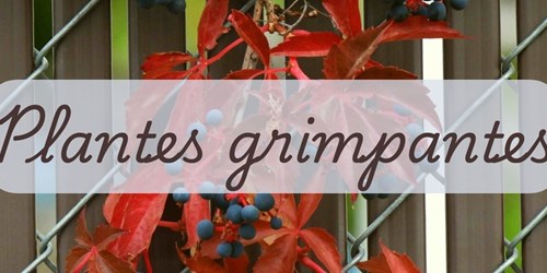 Les plantes grimpantes